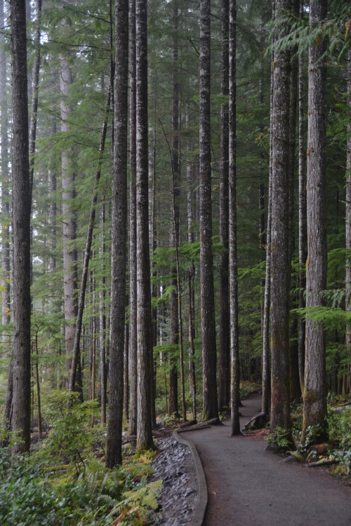 old-growth forest